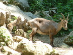 paklenni 095